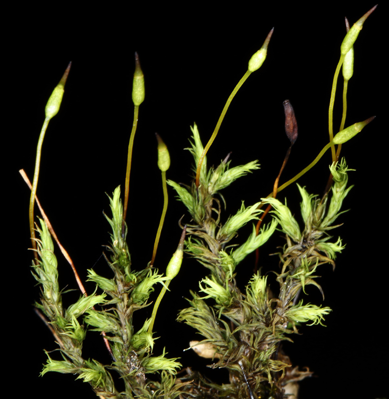 Racomitrium fasciculare